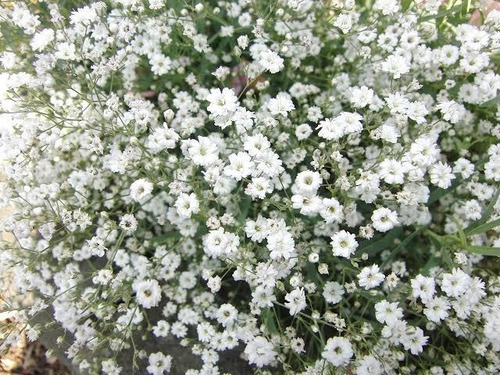 500g Semilla De Flor De Nube Blanca Lista Para Sembrar | Meses sin intereses