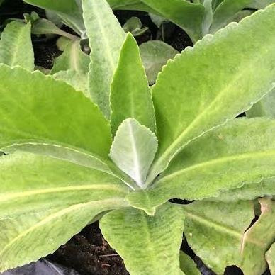 Plantas De Dulcamara Kalanchoe Gastonis Bonnieri