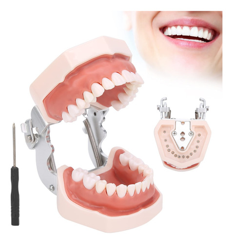 Modelo De Dientes Estándar, Modelo De Dentadura De