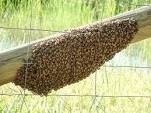 Imagen 5 de 10 de Abejas Colmenas Enjambres Avispas