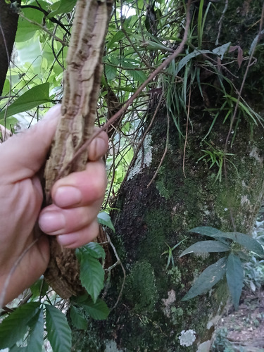 Muda De Sipó Mil Homens