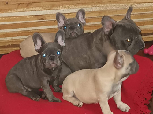 Bulldog Francés Blue Nena