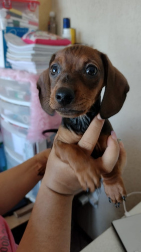 Lindos Dachshund Miniatura