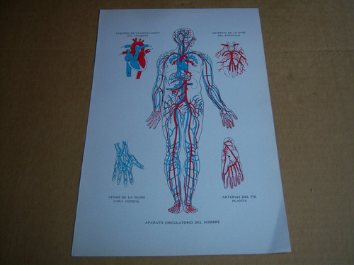 Lámina : Aparato Circulatorio Del Hombre . 1960
