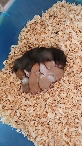 Hámster Sirio - Mascota Ideal Para Compañía, Dócil