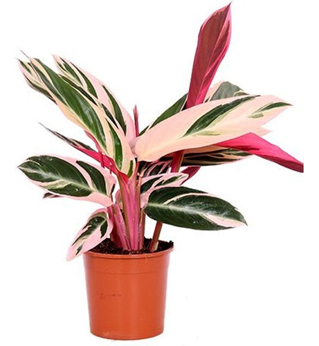 2 Plantas Calathea Stromanthe Triostar 3lts Ofer¥20mil