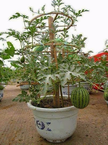 20 Sementes De Melancia Anã Para Vasos, Para Mudas - Fruta