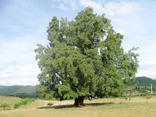 Quillay 1,7 Mts Árbol Nativo Ornamental