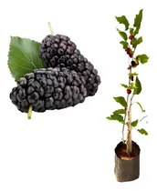 Comprar Muda De Amora Gigante Portuguesa Produzindo 