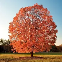 Comprar Semillas De Acer Tridente - Acer Buergerianum X 20 Unid.