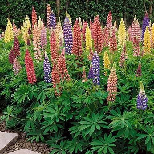 Outsidepride Lupine Russells - Semilla De Flores Para Planta