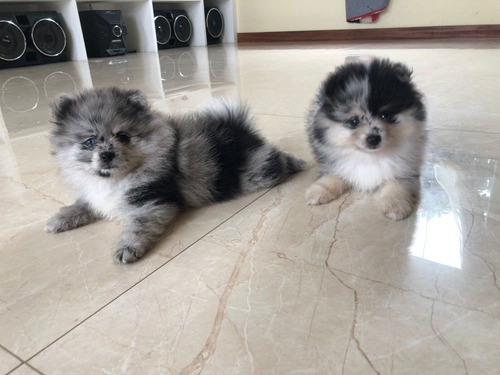 Imagem 1 de 5 de Spitz Alemão