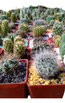 Comprar Mini Cactus Y Suculentas - Macetas Cuadradas