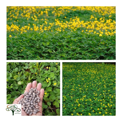 Imagem 1 de 6 de 500 Sementes Amendoim Forrageiro - Grama Adubo Verde Pasto
