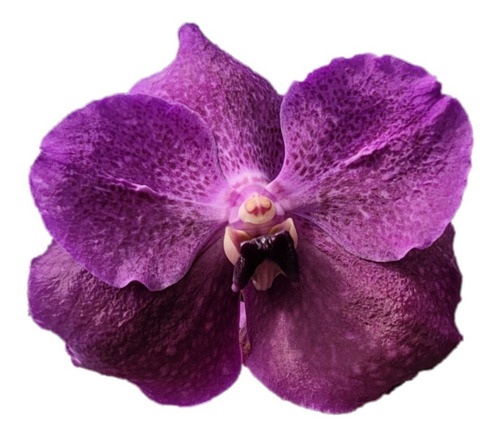 Promoção - Orquídea Vanda Roxa | Parcelamento sem juros
