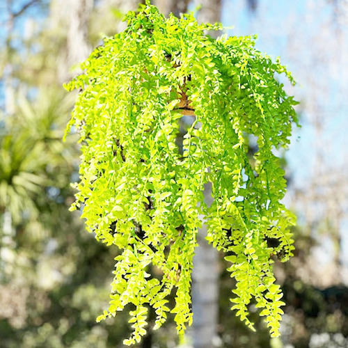 Planta Colgante Jardín Vertical Deco