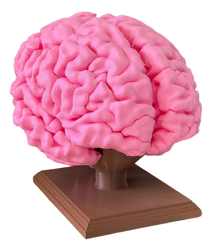 Cerebro Impresion 3d Anatomía Didáctico Con Iman