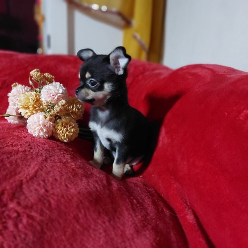 Chihuahua Hembrita Pelo Corto