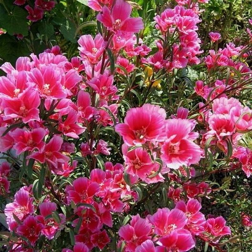 50 Semillas Godetia Flor De Azalea Mix