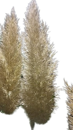 Pampa Grass / Cola De Zorro / Cortadera De Las Pampas