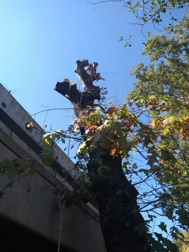 Poda De Arboles
