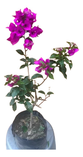 Planta De Bugambilia 50 Cms. Aprox. Varios Colores