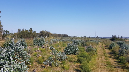 Venta Chacra Forestada -ref:4301