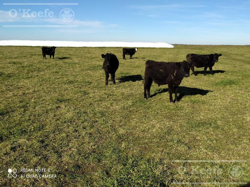 Imagen 21 de 30 de Dolores 210 Has. Campo Mixto En Venta. Excelente Unidad Productiva.