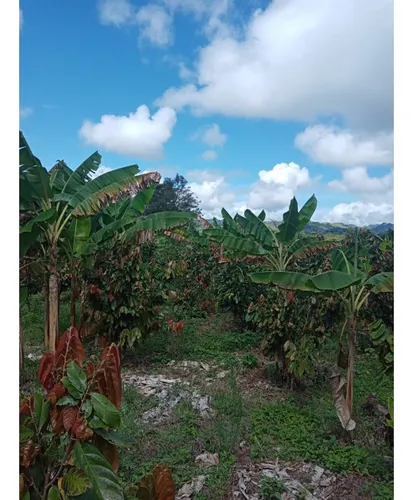 Venta Finca Productiva Montenegro Pueblo Tapao - 11 Cuadras