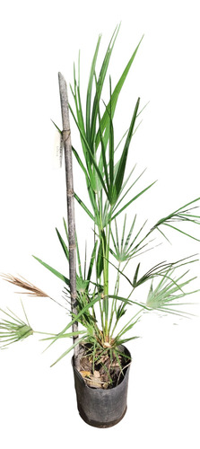 Palmera Chamaerops Humilis - Palmera Enana - Palmito Europs