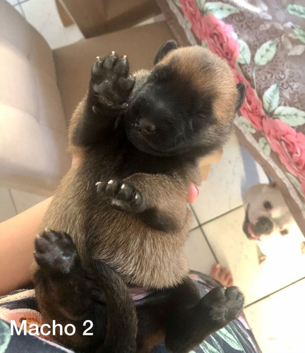 Imagem 6 de 8 de Filhotes De Pastor Belga
