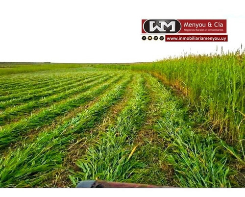 Venta Campo Flores 280 Has Agrícola 83% Coneat Alto