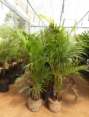 Palmeira Areca Planta Natural Cheia Grande