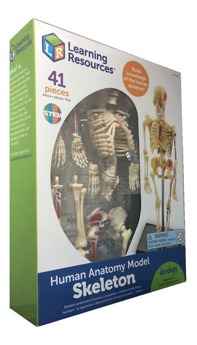 Modelo Anatomico De El Esqueleto / Anatomy Skeleton (41 Pzs)