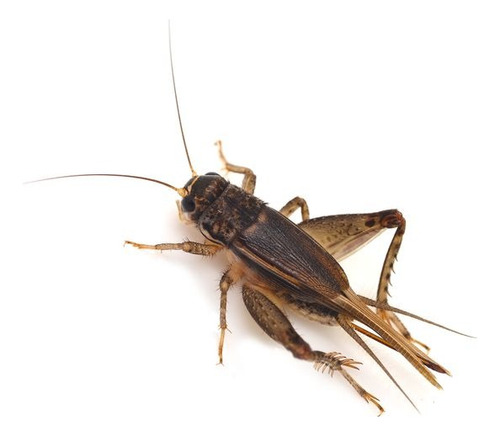 Grilos Pretos Vivos 100un De Até 1cm Ninfas (assimilis)
