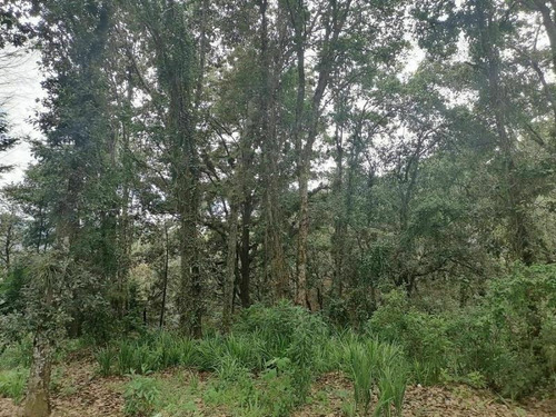 Imagen 8 de 10 de Terreno En Venta Los Alcanfores