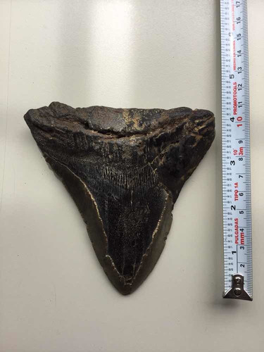 Enorme Diente De Megalodón (tiburón Pregistórico) Item2 Real (Usado)