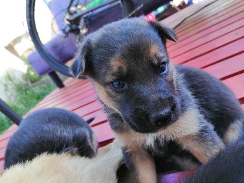 Cachorros Pastor Alemán