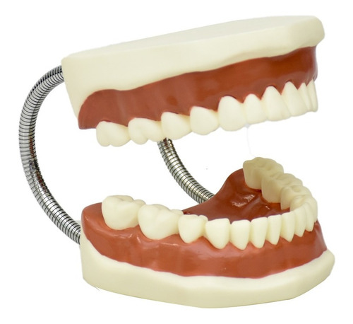 Modelo Anatomico Dentadura Flexible Zeigen Odontología