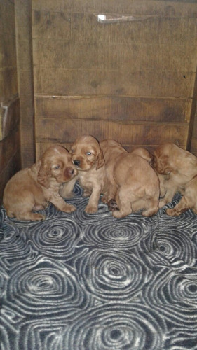 Hermosos Cachorros Cocker Spaniel