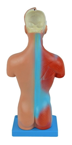 Torso 28 Cm 14 Partes Assexuado Corpo Humano + Orgãos - Top