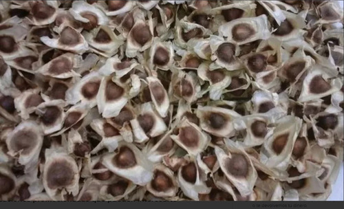 Semilla Moringa Premium 100%organico 500gr