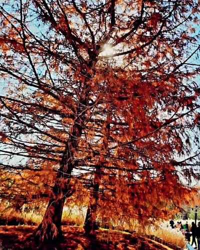 Ciprés De Los Pantanos, Taxodium Distichum 10lts