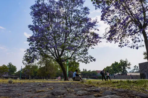 Semillas Arbol Jacaranda