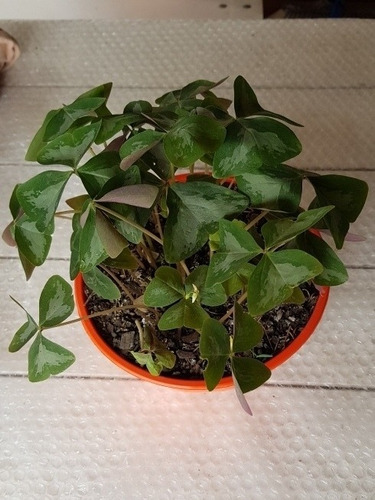 Oxalis -flor De Oca-