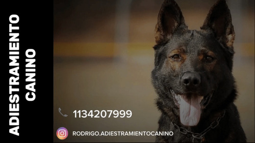 Adiestramiento Canino 