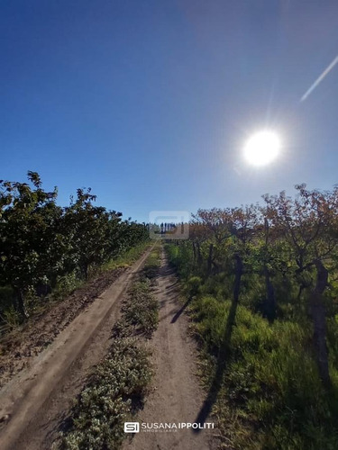 Imagen 23 de 23 de Finca Productiva De 17ha En General Alvear - Mendoza
