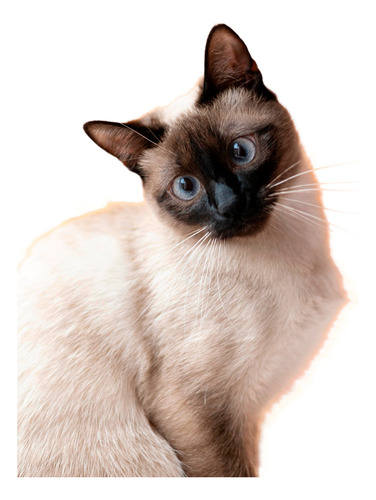 Alimento Premium Delko Natural Choice Kitten 7,5kg Nutricion
