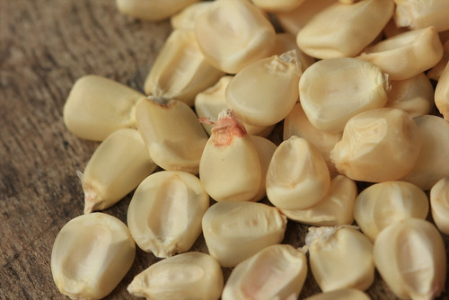 Maíz Blanco Criollo Para Siembra O Consumo 10 Kg