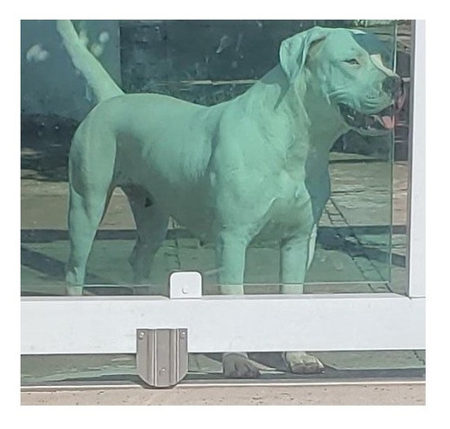 Fêmea Adulta De Dogo Argetinto Pedigree Cbkc-fci